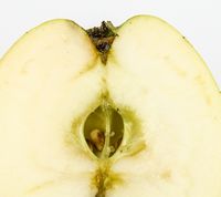 Tyrrestrup Kirsebæræble